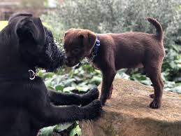 Patterdale Terriers 4 Months And 2 Months Old Patterdale Terrier Terrier 2 Month Olds