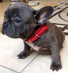 1,227 likes · 1 talking about this. French Bulldog Puppies Blue Fawn Blk Brindle Reg Breeder Ankc Quality Pups Nsw Bulldogs