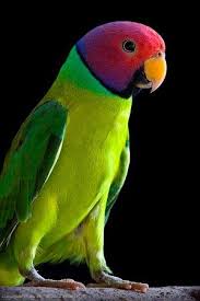 Photography Community Including Forums Reviews And Galleries From Photo Net Colorful Birds Beautiful Birds Nature Birds