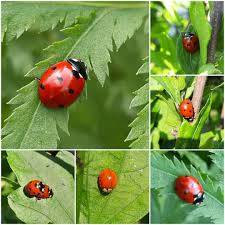 Marienkafer Die Lieblinge Meiner Kindheit Marienkafer Insekt Kafer Imgarten Naturfotografie Natur Naturimgarten Gartenliebe Naturgarten Landgarten