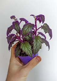 Image result for Gynura