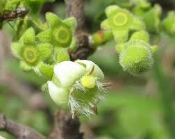 Image result for Vangueria proschii