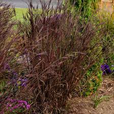 Image result for Andropogon eucomus