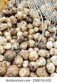 Image result for Vigna subterranea