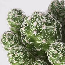 Vous n'êtes pas obligé de les toucher pour les regarder, ni de jouer au fakir pour les apprécier. Cactaceae Plante En Pot Diverses Especes 15 Cm Ikea Ikea