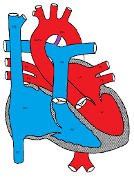 Cardiology