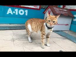 fenomen kedi market calisanlari tarafindan sahiplenildi youtube