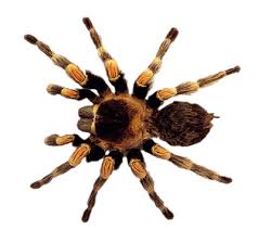 Download Spider Free Png Transparent Image And Clipart Pngkit selects 611 hd spider png images for free download. download spider free png transparent