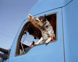 This is as long as they comply with. The Traveling Zoo Life On The Road With Pets At Their Side The New York Times