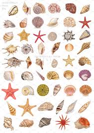 Sea You Seashell Set Seashell Illustration Shell Drawing Coral Drawing