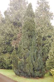 Image result for Chamaecrista plumosa