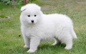 There are more people wanting to adopt infants than there are infants available to. Samoyed Puppies Breed Information Puppies For Sale