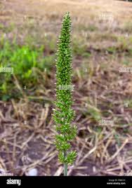 Image result for Setaria verticillata