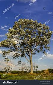 Image result for Cecropia pachystachya