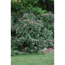 Image result for Clerodendrum melanocrater