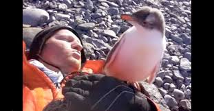 13,118 likes · 1 talking about this. Baby Penguin Sees His First Human And His Reaction Is Adorable Baby Penguins Penguins Cute Baby Penguin