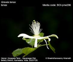 Image result for Grewia praecox