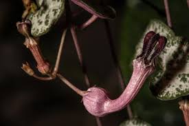 Purple heart works well as a ground cover or in a patio container or hanging basket. String Of Hearts Plant Ceropegia Woodii How To Grow And Care Florgeous