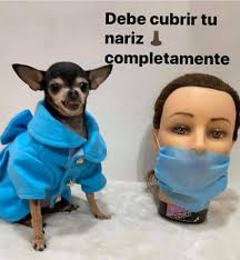 Profile for SCHNAUZER MINIATURA