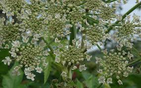 Heracleum persicum | I en hage på Dønna | Per Arvid Åsen | Flickr