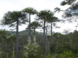 We did not find results for: The Monkey Puzzle Tree Faces More Threats Than A Barrel Of Monkeys Scientific American Blog Network