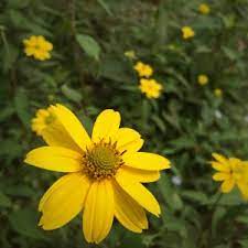Yellow flowering plants for south florida. Five Essential Perennials For Florida Gardens Native Nurseries