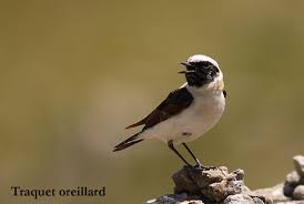 Oiseau oiseau passereau oiseau passereau chanteur petit oiseau jaune. Quel Est Donc Cet Oiseau Photos D Oiseaux