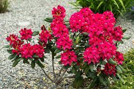 We did not find results for: 8 Dwarf Shrubs For Small Gardens Spaces Trees Com