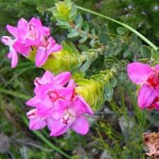 Image result for Penaeaceae