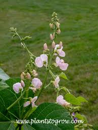 Image result for Phaseolus coccineus