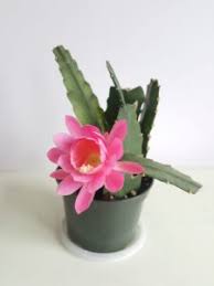 Maybe you would like to learn more about one of these? Pink Orchid Cactus Identification And How To Grow It In Toronto Toronto Master Gardeners