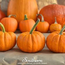 Pumpkin, Jack Be Little Seeds