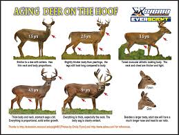Updates To Our Almost Famous Aging Deer On The Hoof Poster