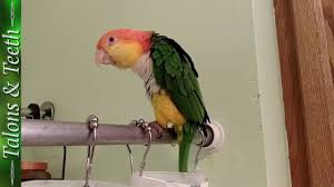 Questions answered every 9 seconds. Oliver The Caique Singing In The Shower Youtube