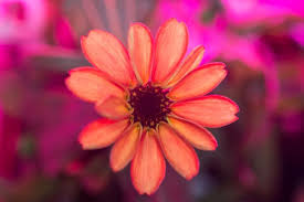 Image result for flowers