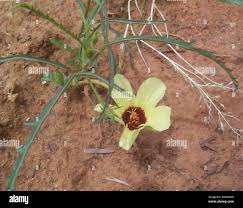 Image result for Hibiscus pusillus