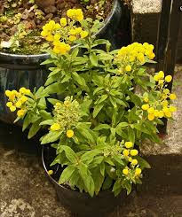 Image result for Calceolaria tripartita