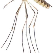 Image result for Adenodolichos