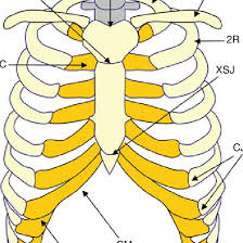 It encloses the thoracic cavity, which contains the lungs. 1 Schematic Illustration Of The Anatomy Of The Thoracic Cage 1r Fi Rst Download Scientific Diagram