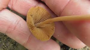Image result for Conocybe lactea