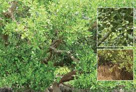 Image result for Avicennia marina