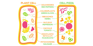 Saturday Science Homemade Plant Cell Pizza The Children S Museum Of Indianapolis