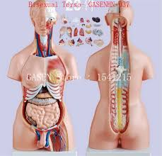 Abdominal and pelvic anatomy encompasses the anatomy of all structures of the abdominal and this anatomy section promotes the use of the terminologia anatomica, the international standard of. Visceral Anatomy Male Female Asexual Trunk Anatomical Model Chest Abdomen Organ Structure Medicine Bisexual Torso Gasenhn 037 Anatomy Male Anatomical Modelmale Anatomy Aliexpress