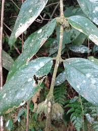 Image result for Lasianthus