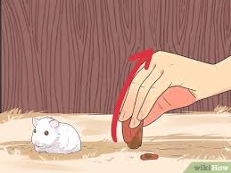 Hamsters can scratch up plastic bowls, creating crevices which foster the growth of. How To Feed Dwarf Hamsters 12 Steps With Pictures Wikihow