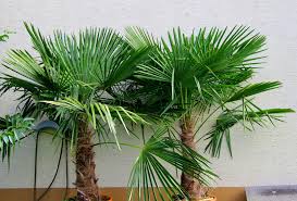 We did not find results for: Palmen Im Garten Home Facebook
