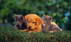 South County Veterinary Office Cute Animals Animals Pets