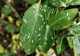 Image result for Euonymus Scale