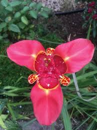 Image result for Pavonia