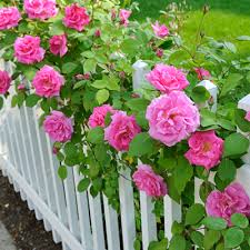 Maybe you would like to learn more about one of these? Shrub Rose Bushes Garden Flowers The Home Depot